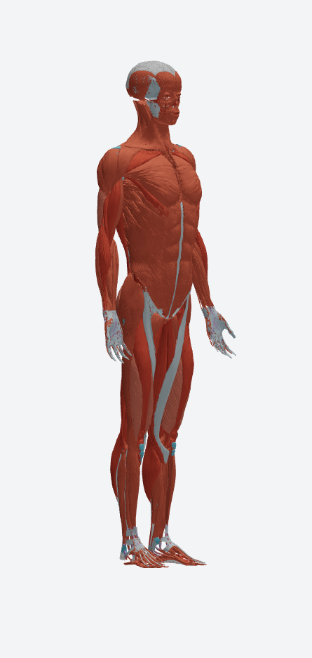 tibia-example
